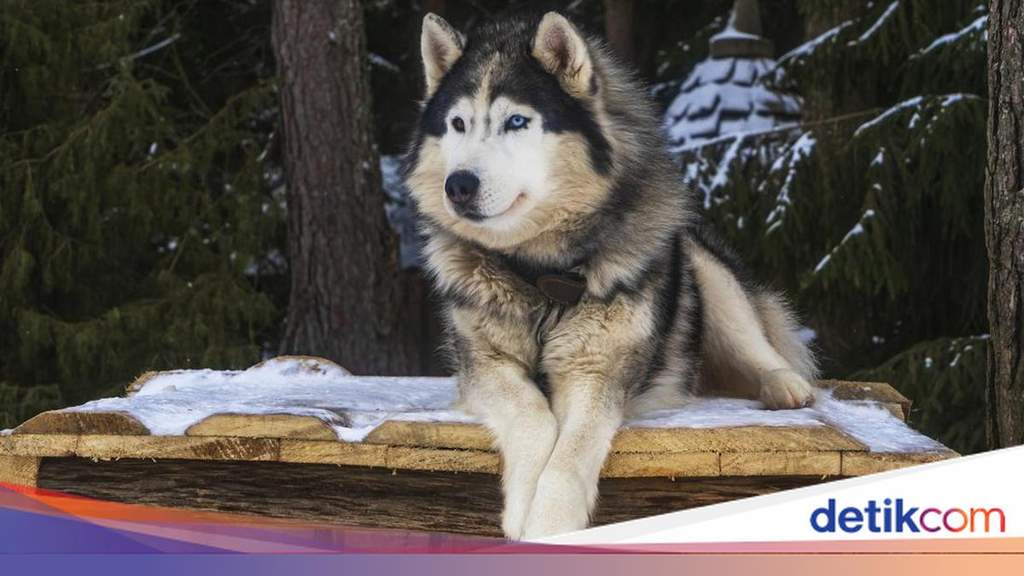 4 Hal Seputar Anjing Husky Dibacok di Bekasi, Polisi Turun Tangan