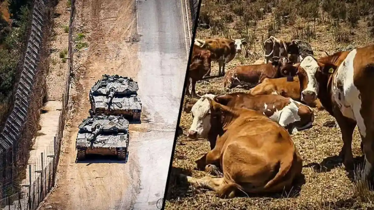 Israel Gunakan Pasukan Sapi Amankan Perbatasan Dataran Tinggi Golan