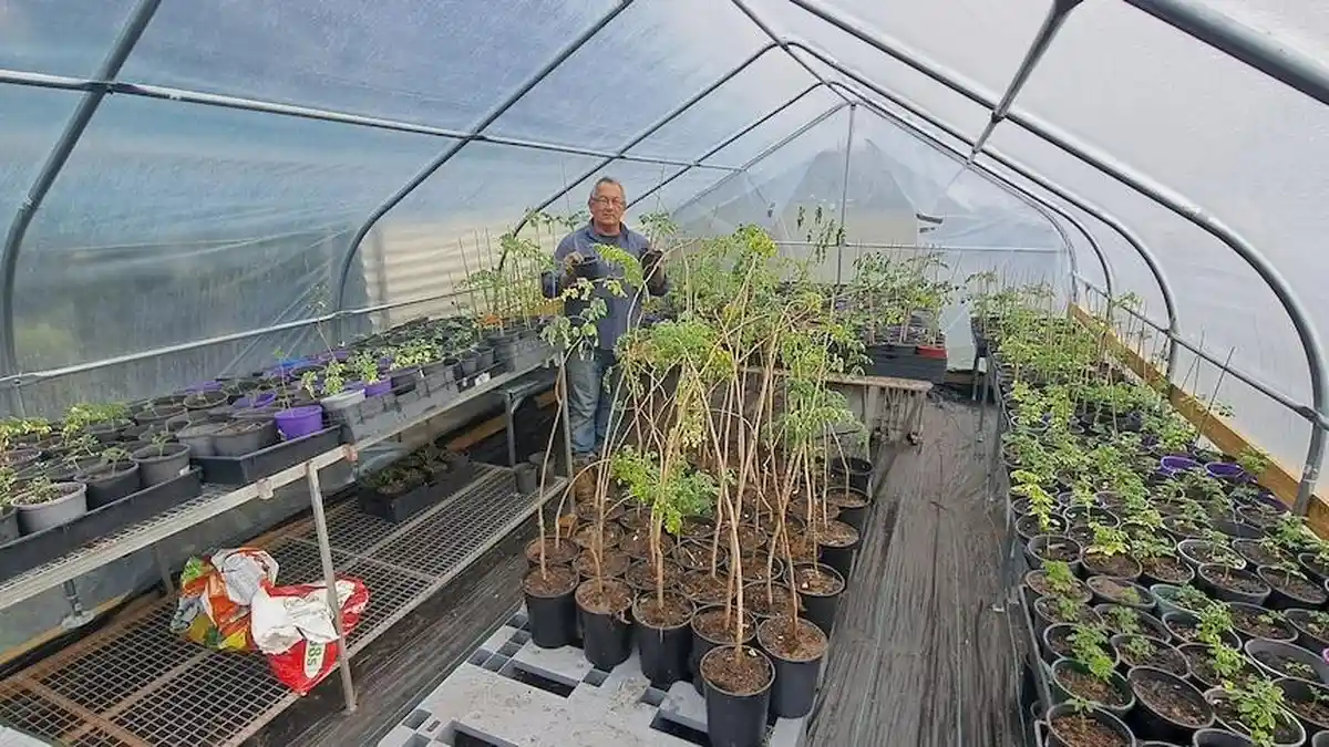 Daun Kelor Dilarang di Australia, Petani Ajukan Banding Resmi