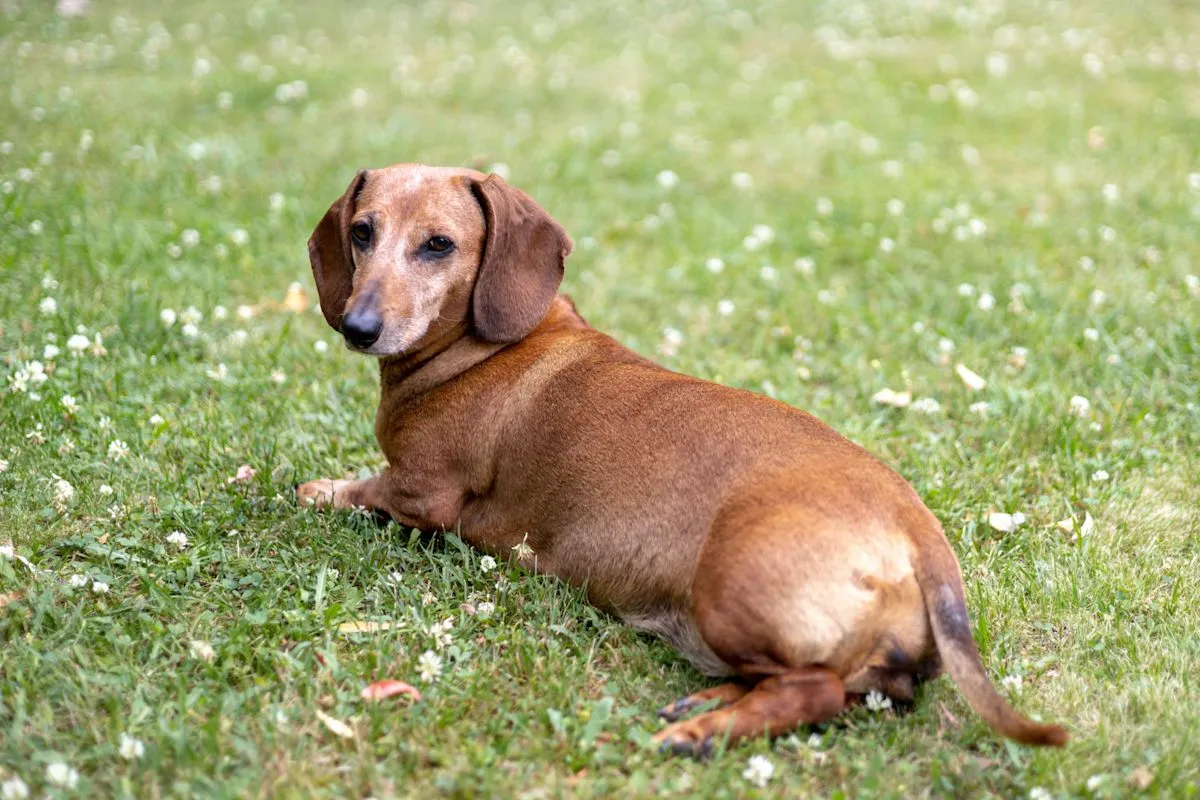 Anjing jenis Dachshund senior sedang melihat mangkuk makanan