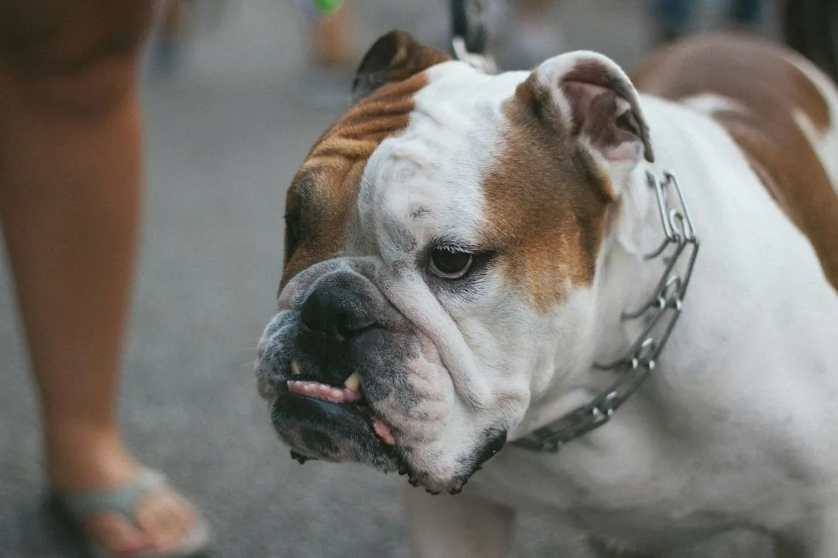 Aksi Lucu Daddy Bulldog Kewalahan Bertemu Anaknya