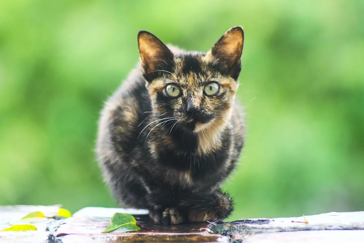 Anak kucing liar bernama Cleo kini hidup bahagia setelah diadopsi keluarga pemilik anjing