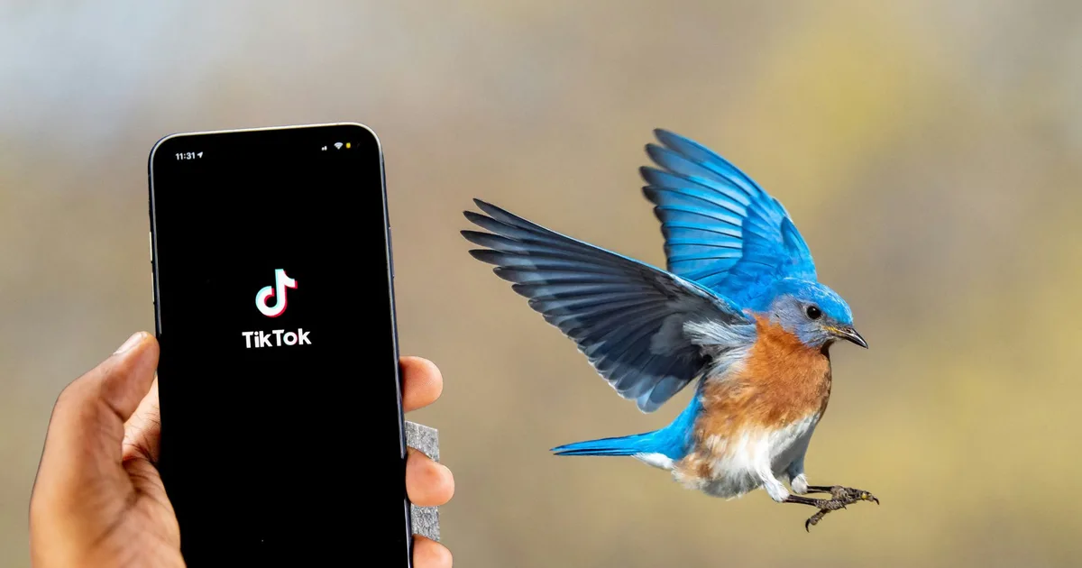 Analisis tren birding dan pergeseran perilaku digital Gen Z di TikTok