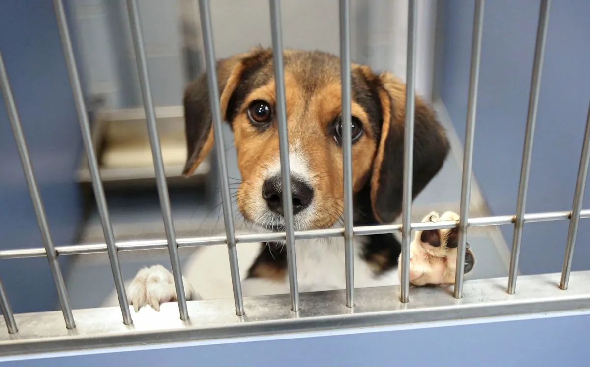 Anjing Beagle Liberty kembali ke shelter setelah adopsi pertamanya gagal