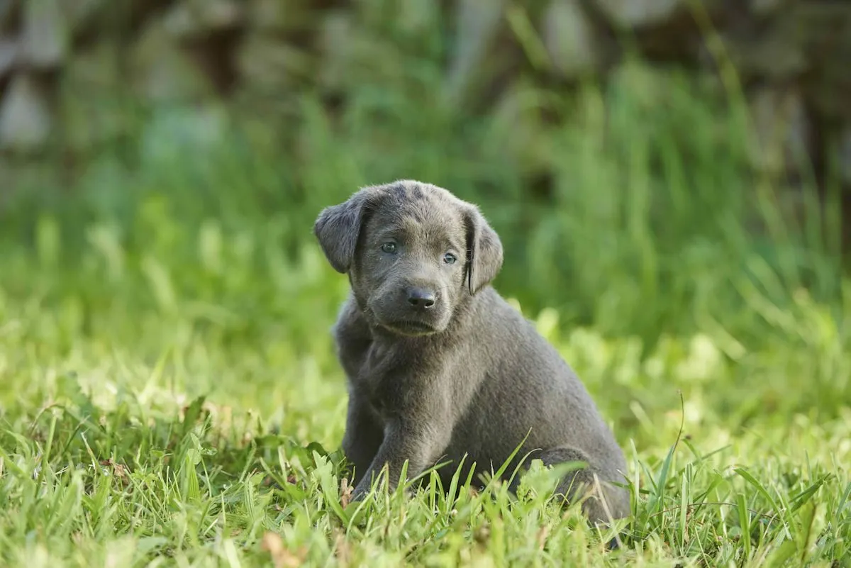 Anjing Cane Corso raksasa yang viral setelah dikira anak anjing Labrador abu-abu