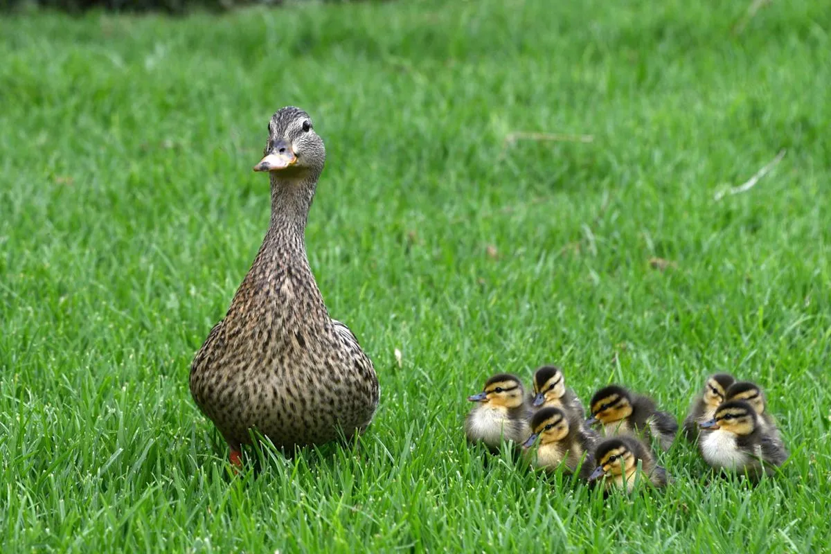 Anjing lucu bernama Lily Bear yang bertingkah laku seperti anak bebek di peternakan