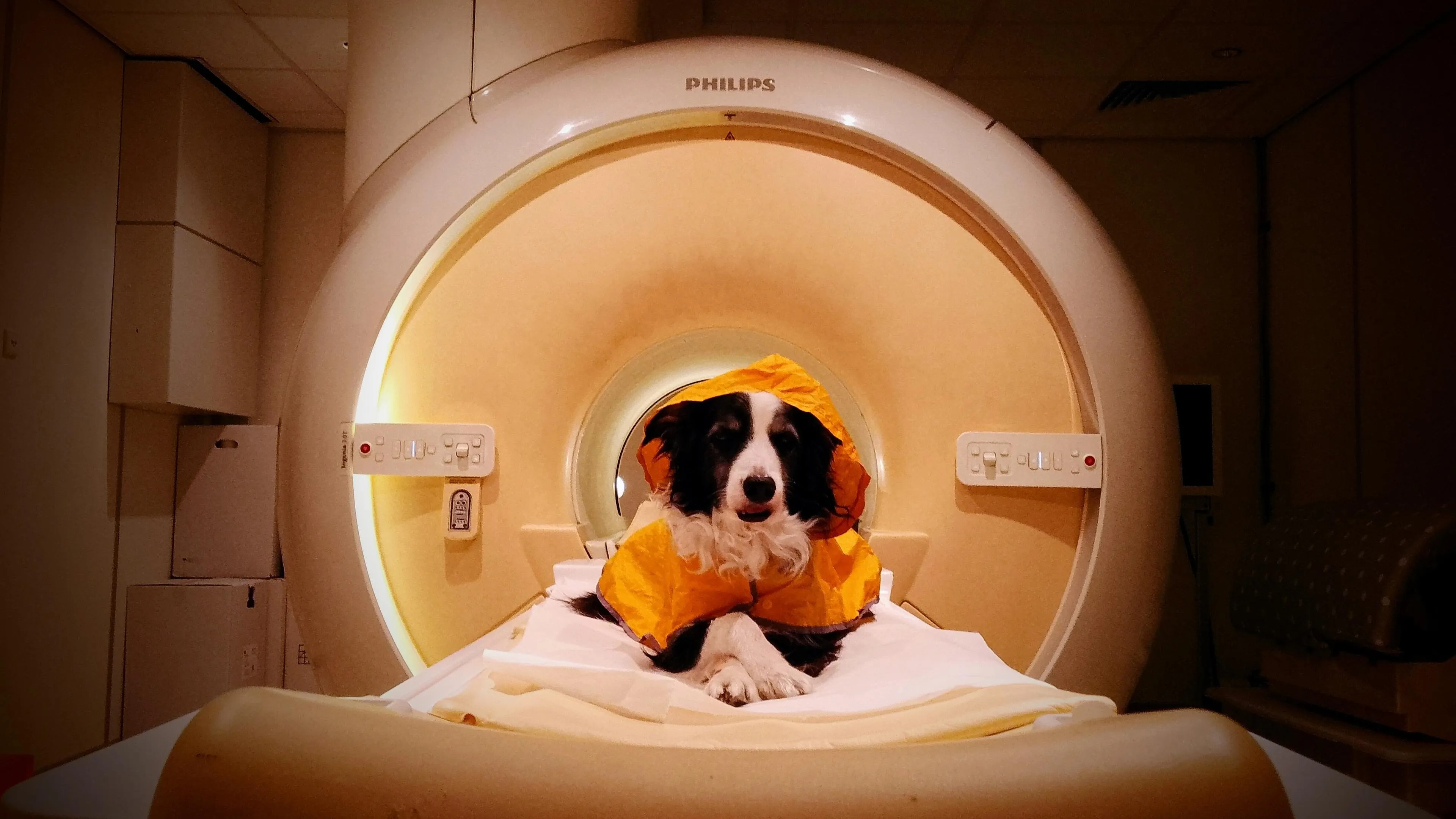 Seekor anjing peliharaan sedang menjalani pemindaian otak fMRI untuk penelitian emosi manusia