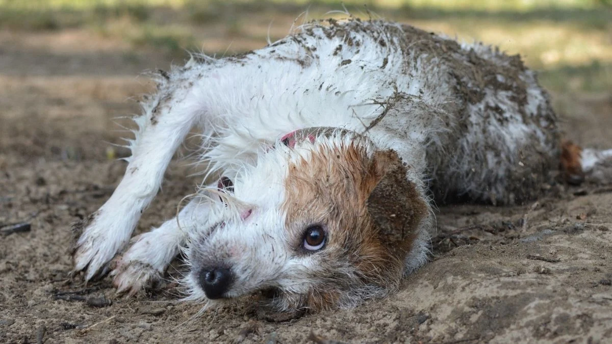 Pelihara Anjing Kurangi Risiko Penyakit Pernapasan Anak, Kata Studi