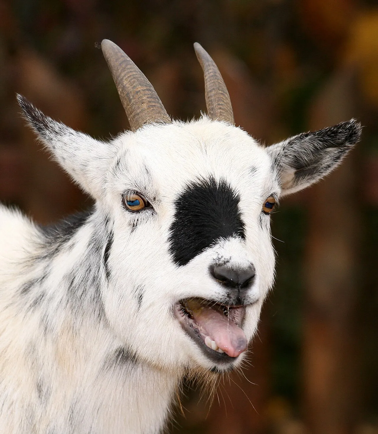 Asal Usul Julukan GOAT dalam Olahraga, Bukan Sekadar Binatang Kambing