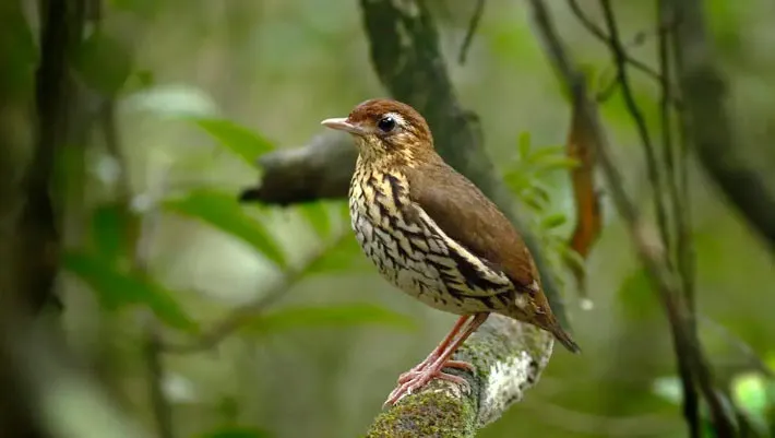 Burung Chamaeza baturitensis spesies baru di Pegunungan Baturité Brasil