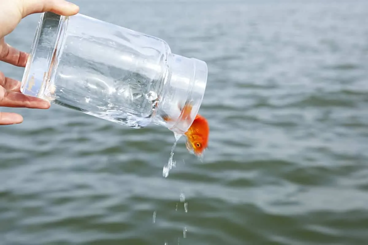 Ikan mas hias yang dilepas ke alam liar dapat merusak ekosistem danau