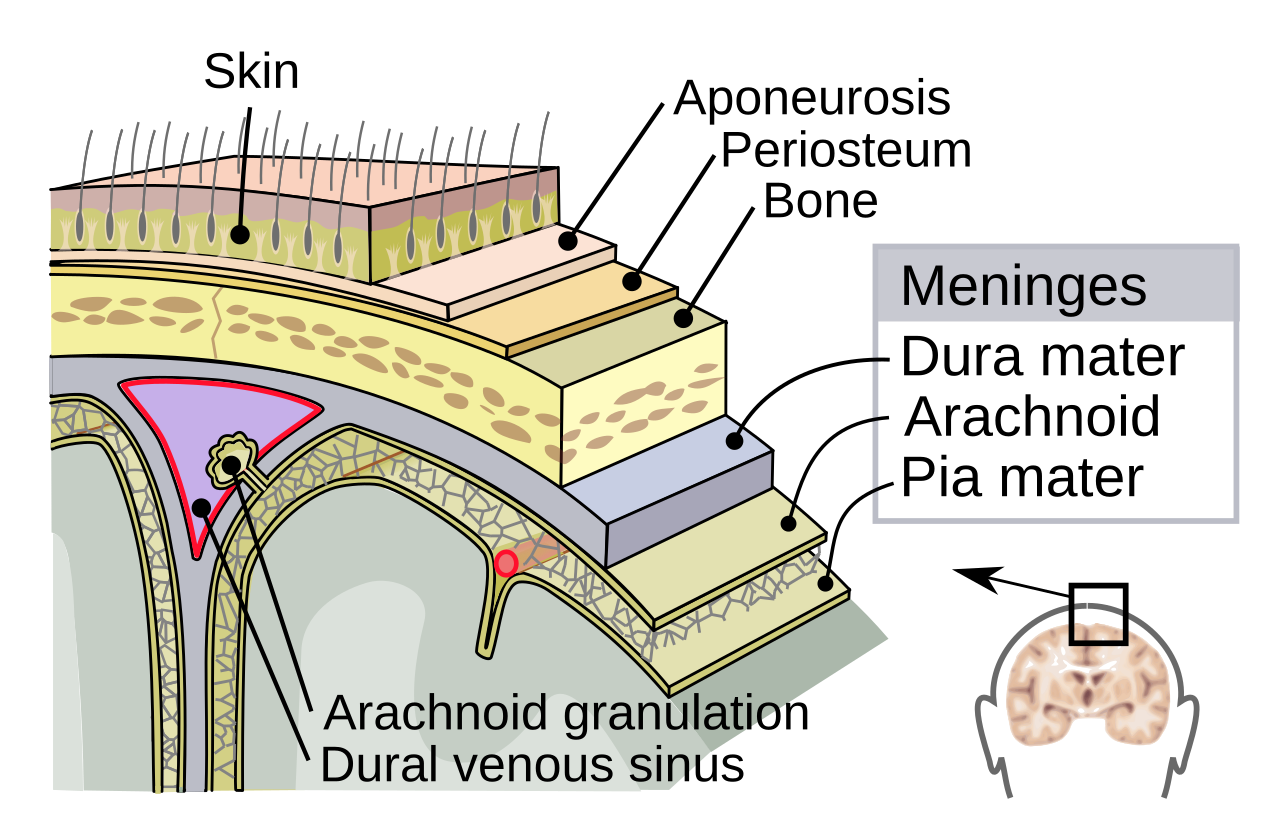 Ilustrasi medis struktur otak manusia terkait definisi penyakit meningitis