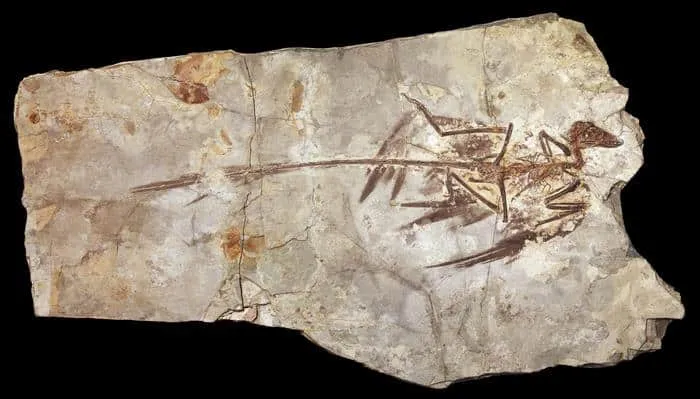 Fosil Microraptor sebagai salah satu contoh dinosaurus berukuran kecil