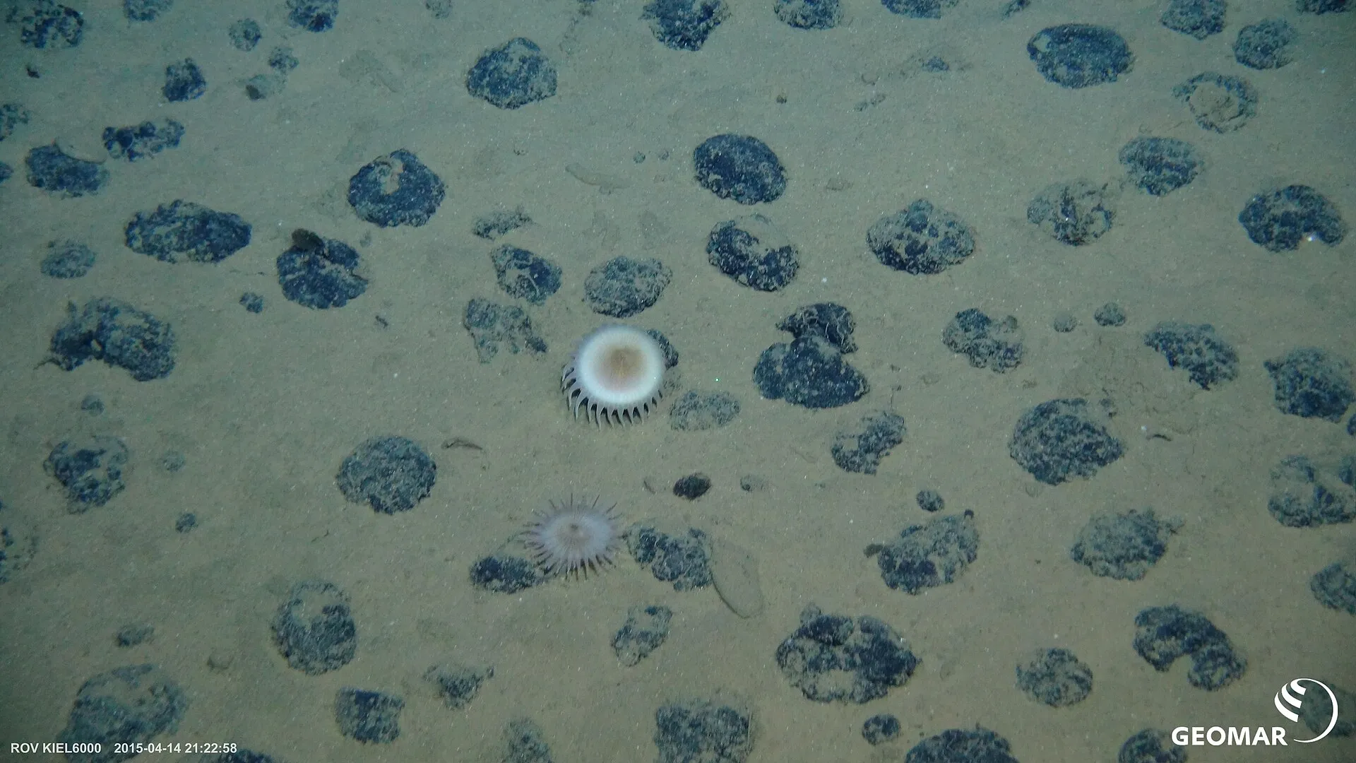 Nodul mangan di dasar laut yang menjadi sasaran penambangan dasar laut dalam