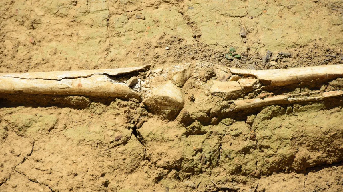 Ilustrasi fosil tulang kaki manusia purba Denisovan di Selat Taiwan