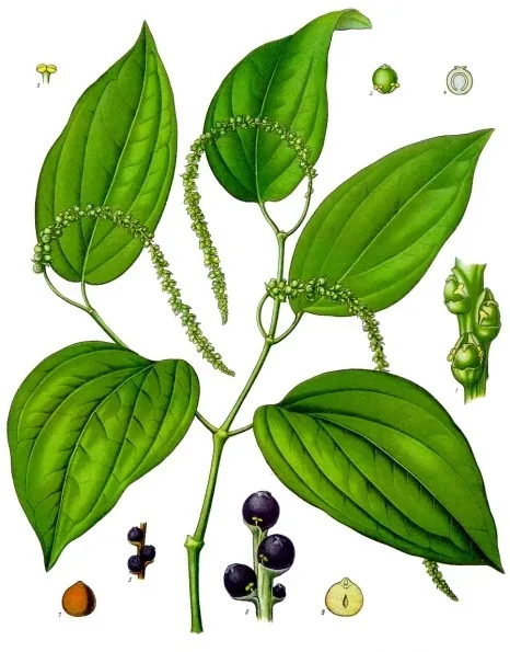 Sekumpulan biji lada hitam atau black peppercorns segar dan kering dalam wadah