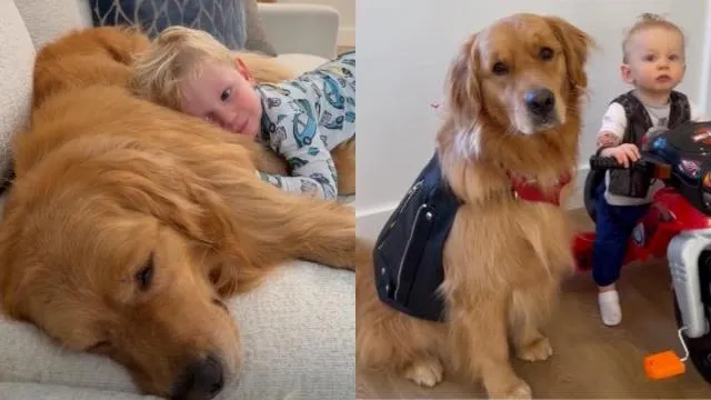 Seekor Golden Retriever bernama Skylar menemani balita bermain di rumah