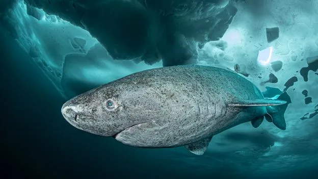 Ilustrasi hiu Greenland di perairan laut dalam yang dingin