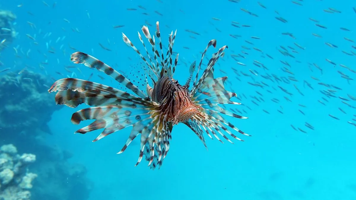Ikan lionfish invasif yang ditangkap di perairan Siprus untuk diolah menjadi kuliner