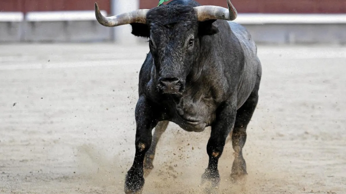 Suasana arena pertandingan adu banteng matador di Spanyol
