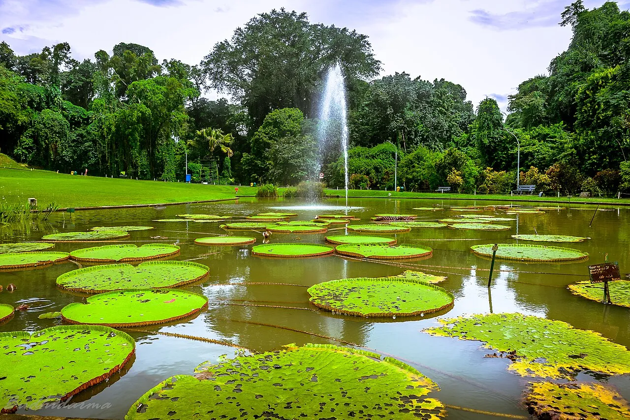 Pemandangan rindang pepohonan tua dan koleksi tumbuhan di Kebun Raya Bogor
