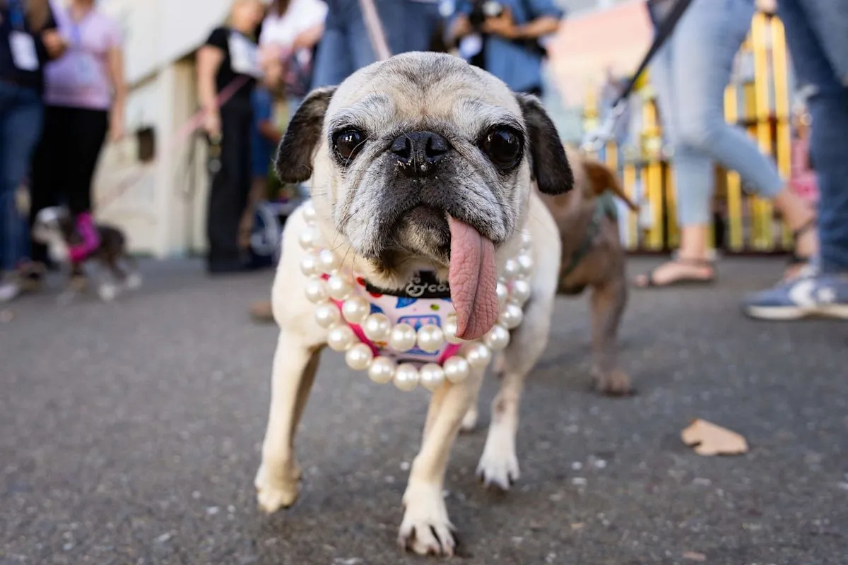 Jinny Lu anjing pug rescue juara World's Ugliest Dog 2026