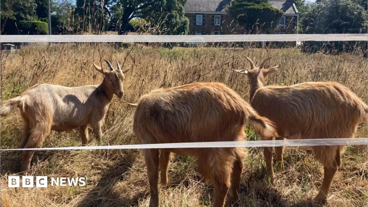 Tiga ekor kambing Royal Golden Guernsey bergabung dengan kawanan konservasi