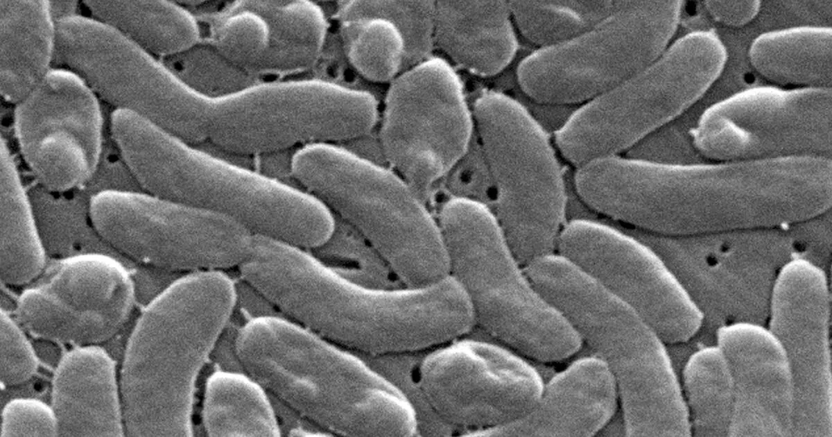 Ilustrasi kawasan pantai dan laut yang menjadi habitat bakteri Vibrio vulnificus