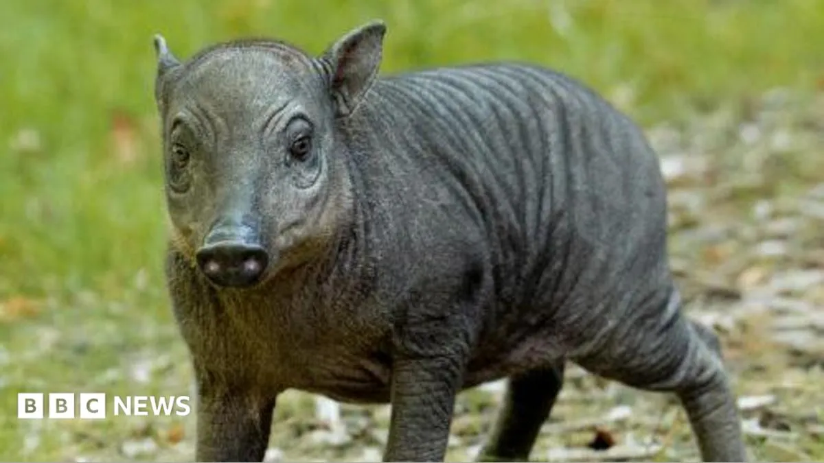 Bayi babirusa Rana di Chester Zoo sebagai simbol penyelamatan satwa langka
