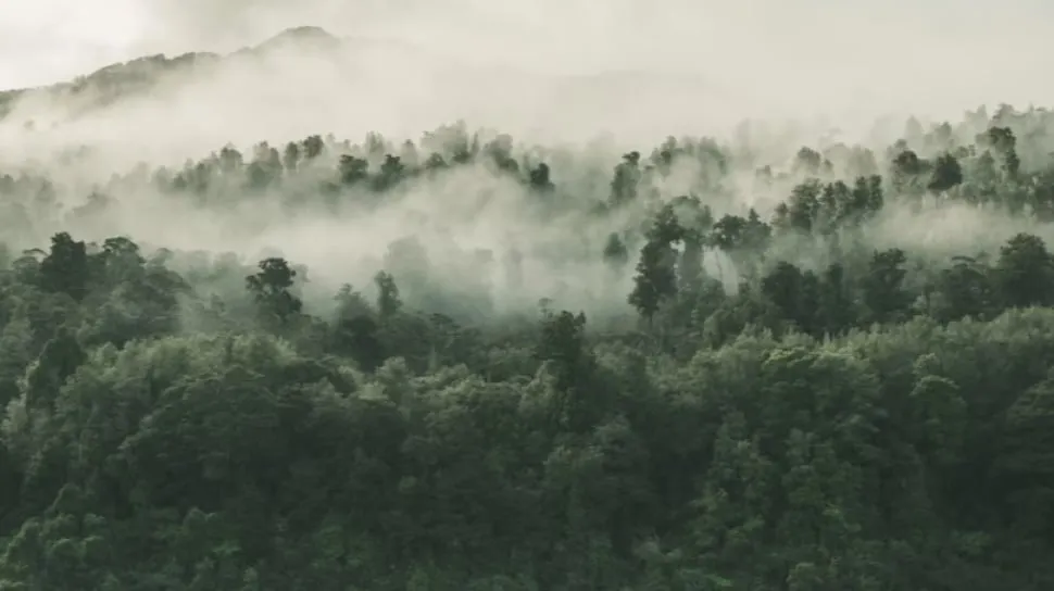 Bentang alam hutan tropis Papua sebagai wilayah penting keanekaragaman hayati Indonesia