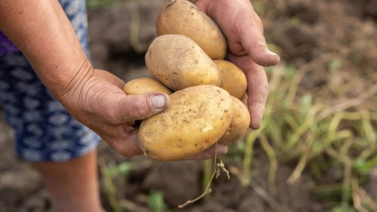 Masyarakat adat Andes di Peru yang memiliki adaptasi genetik pencernaan pati dari kentang