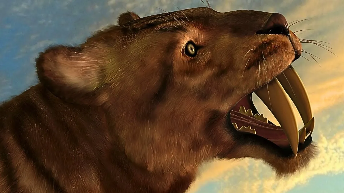 Fosil kerangka Smilodon fatalis di museum dengan latar belakang tengkorak