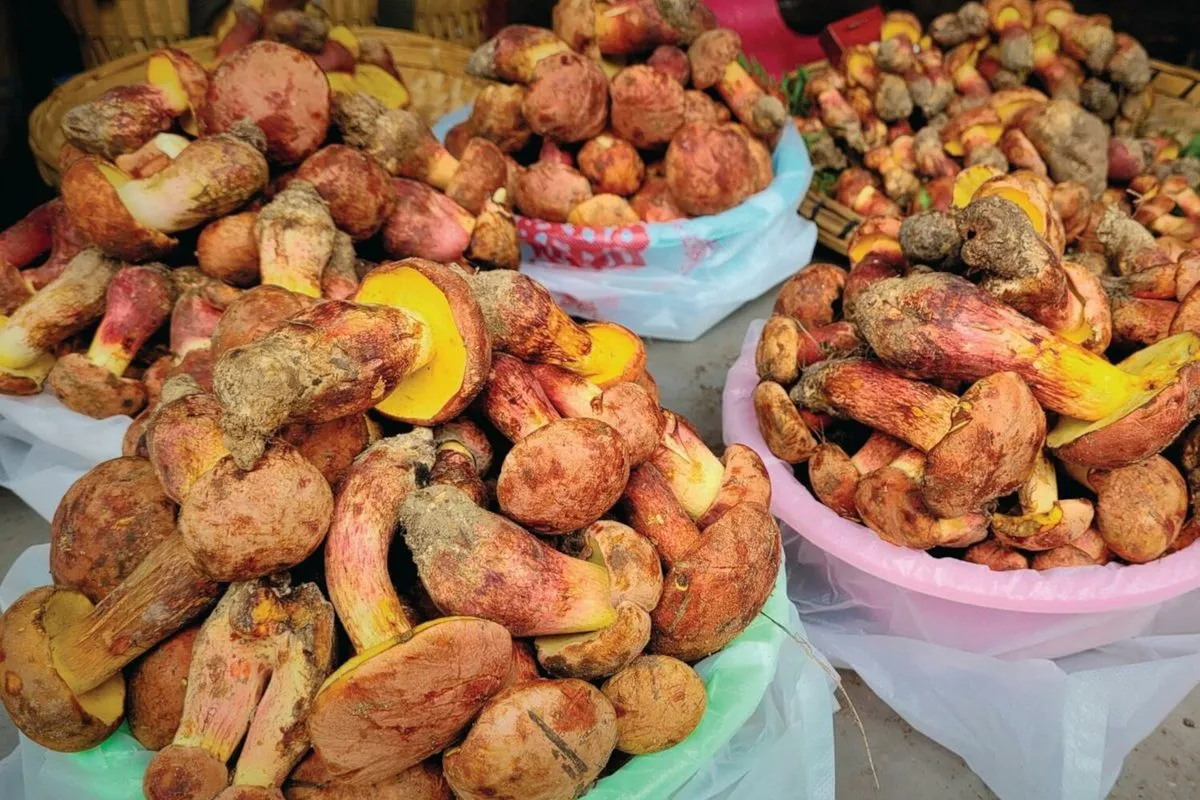 Jamur Lanmaoa asiatica asal Yunnan yang dapat memicu halusinasi manusia mini