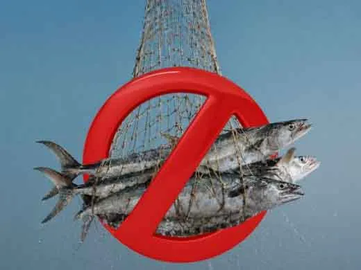 Ilustrasi penangkapan ikan kingfish di perairan Qatar yang terkena aturan larangan musiman