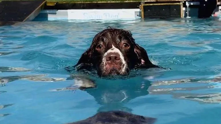 Seekor anjing menikmati kolam renang anak untuk mendinginkan diri saat gelombang panas