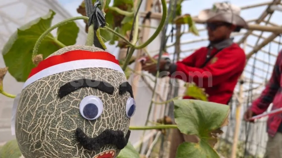 Buah melon dihias wajah pejuang di greenhouse Rejo Farm Sleman