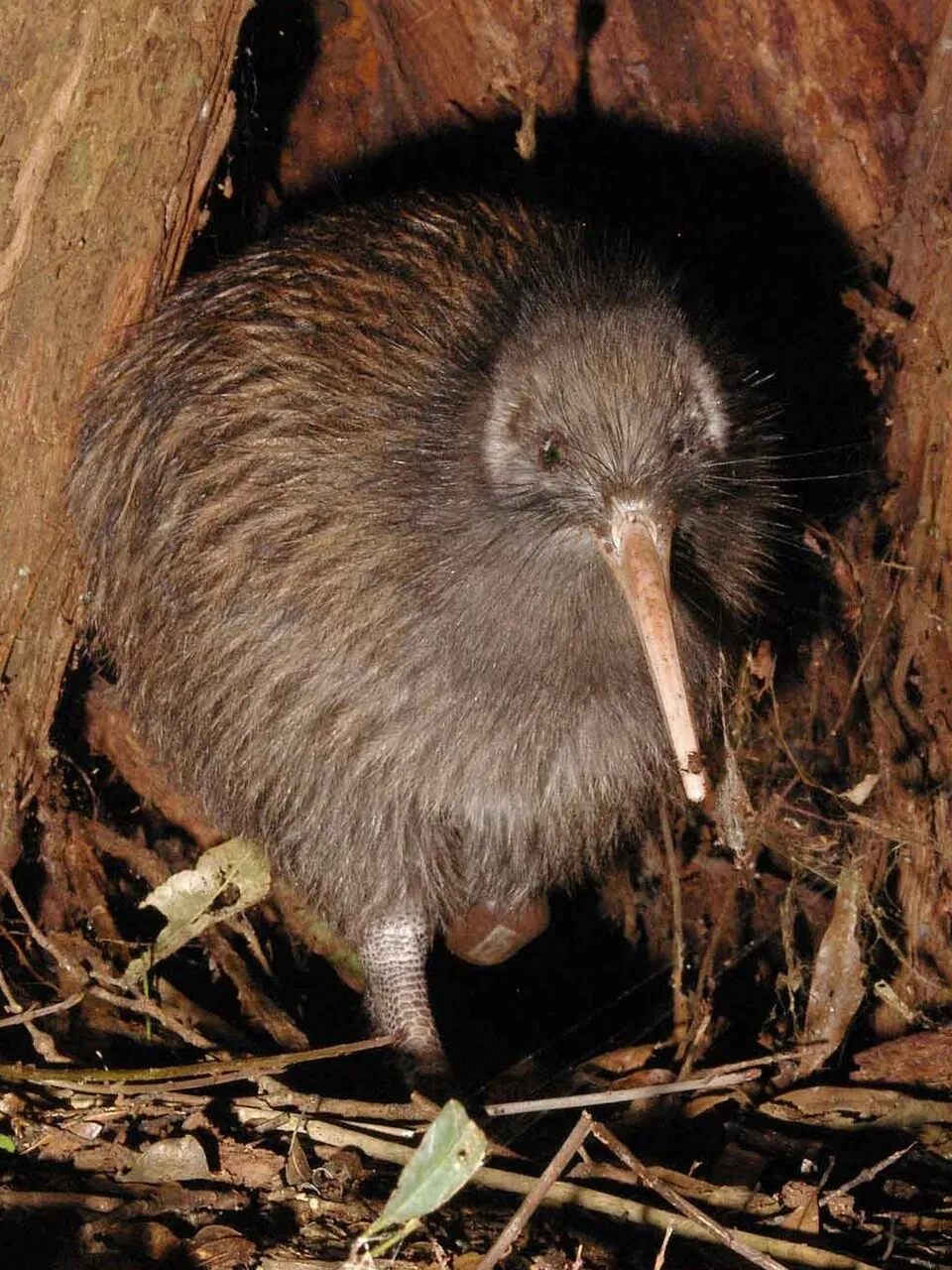 Burung kiwi ikon fauna endemik Selandia Baru