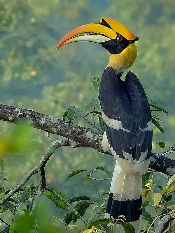 Burung rangkong bertengger di dahan pohon hutan Indonesia