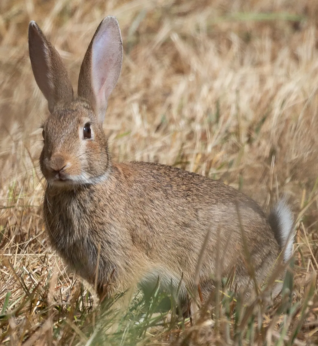Kelinci Eropa atau Oryctolagus cuniculus di habitat alaminya