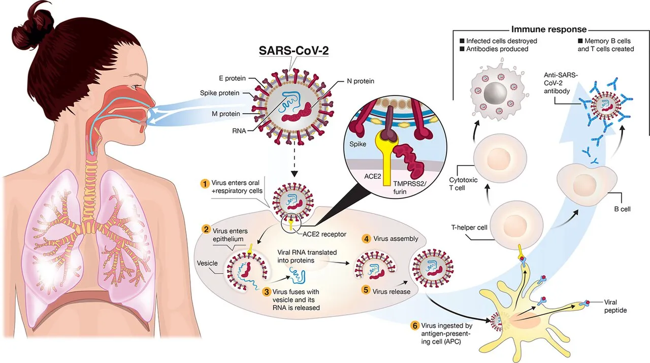 Ilustrasi virus SARS-CoV-2 penyebab penyakit COVID-19 secara mikroskopis