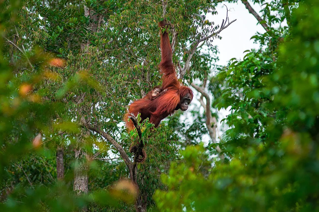 Pemandangan wilayah Kalimantan Tengah sebagai pusat sejarah dan kebudayaan