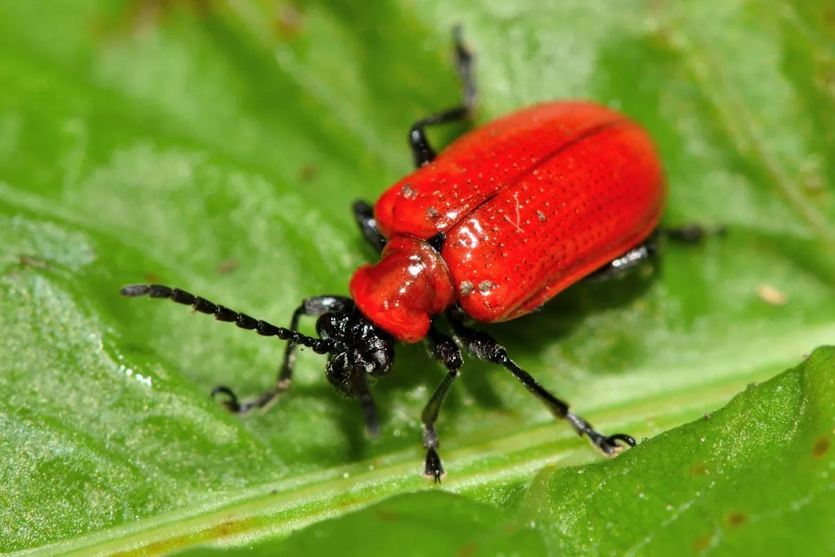 Pelepasan tawon parasitoid di Michigan untuk membasmi kumbang lili
