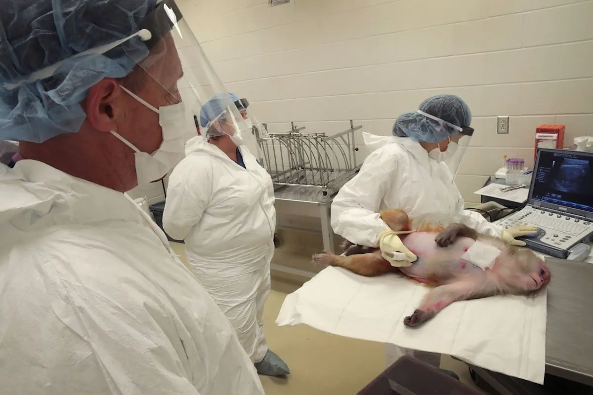 Oregon Health & Science University kurangi eksperimen monyet di laboratorium