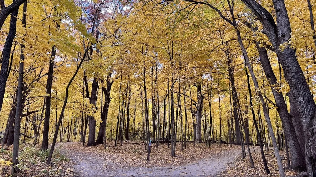 Pemandangan jalur hiking di Coral Woods Conservation Area Illinois