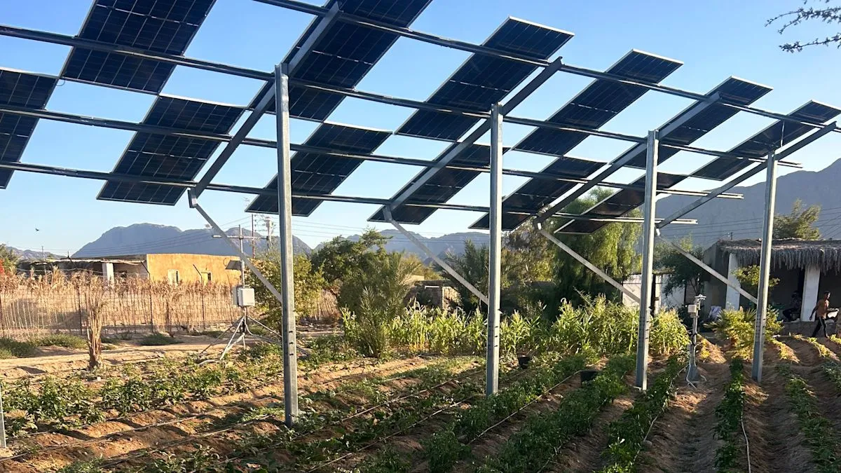 Petani Mesir menanam tanaman di bawah panel surya untuk mengatasi suhu panas