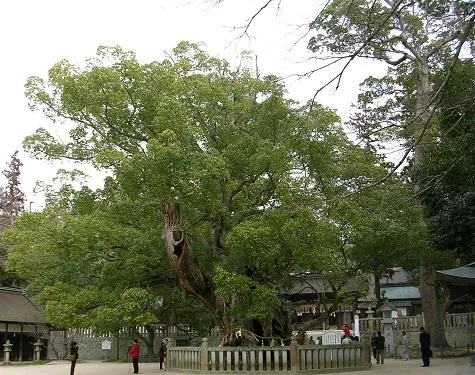 Pohon Cinnamomum camphora yang besar dan rindang dengan daun hijau mengkilap