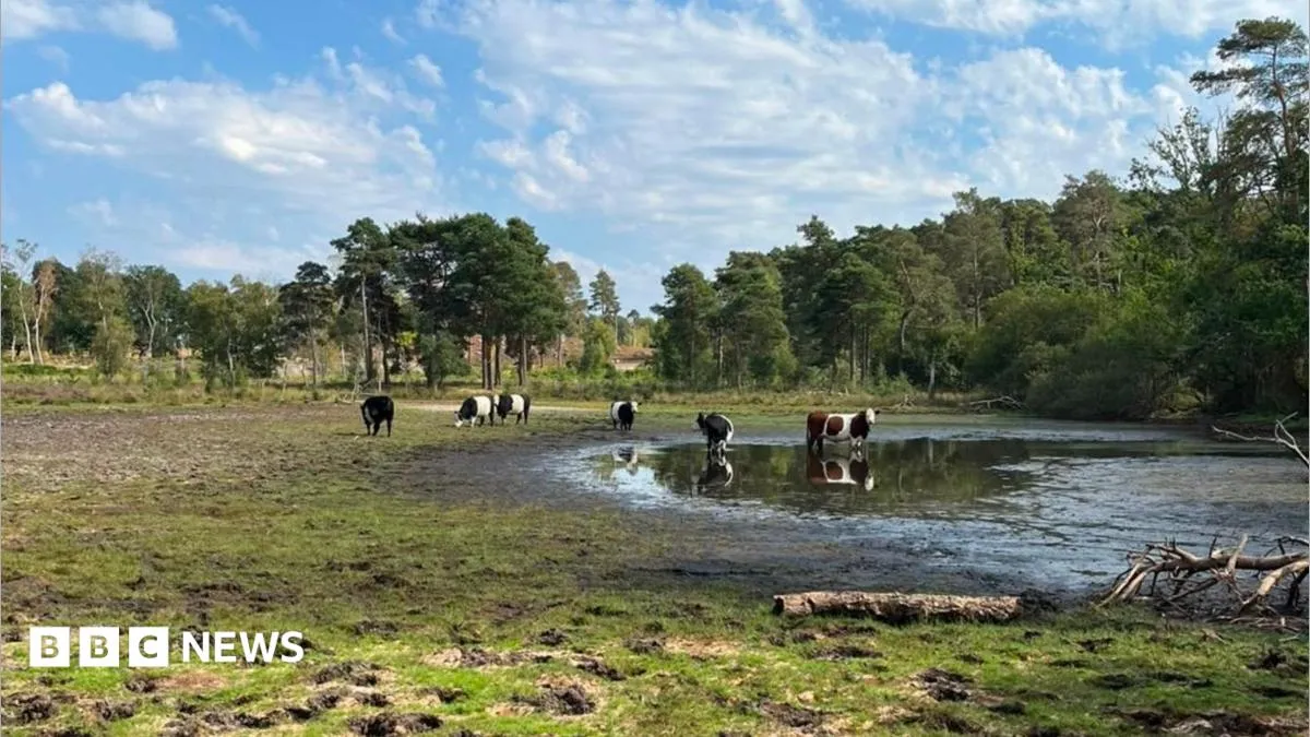 Pond Farm di Wisley Common mengalami kekeringan terparah dalam 17 tahun