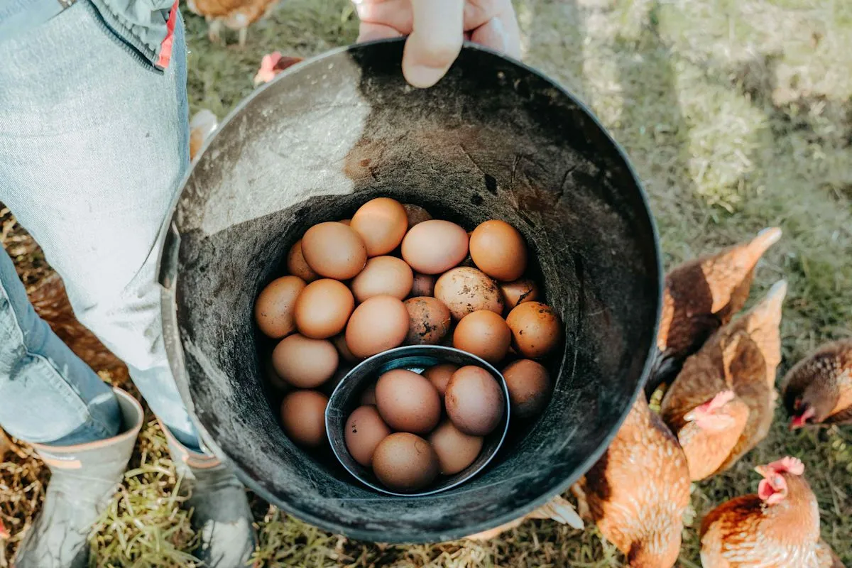 Produksi telur free-range picu emisi gas rumah kaca menurut studi baru
