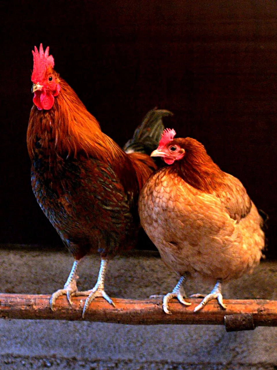Ilustrasi ayam peliharaan sebagai salah satu jenis unggas yang paling banyak dimanfaatkan oleh manusia