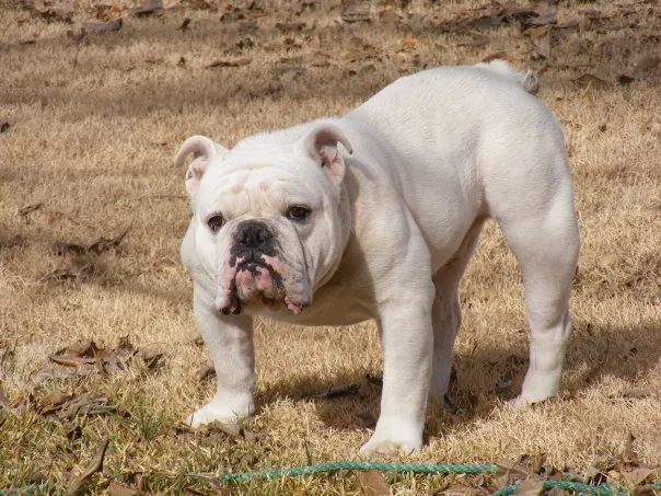 Potret anjing Bulldog Inggris dengan ciri khas kepala besar dan wajah pesek